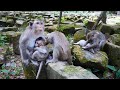 Big Families Baby Monkey So Beautiful Day 360P