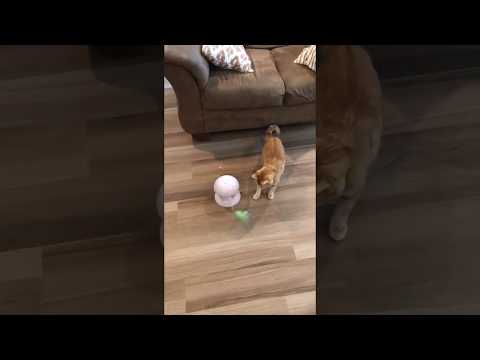 The Most Popular Cat Toy for Cats/PETNF