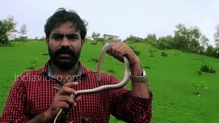 Trinket Snake found in Kerala  