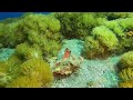 Air Dive Alor Hairy Frogfish At Mucky Mosque