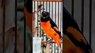 Download lagu Burung mantenan gacor ngerol #shorts #burunglangka #masteranmantenan #mantenangacor mp3