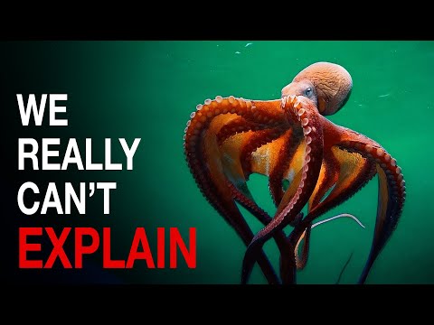 Nothing About Octopus Is Normal… Here’s Why