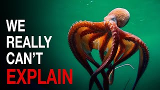 Nothing About Octopus Is Normal… Here’s Why MQDEFAULT Thumbnail