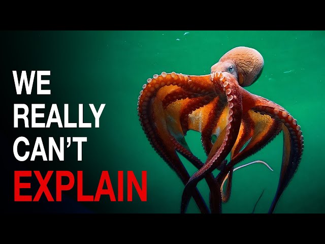 Nothing About Octopus Is Normal… Here’s Why SDDEFAULT Thumbnail