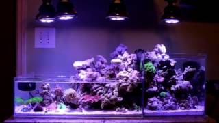 Red sea mature pro kit review