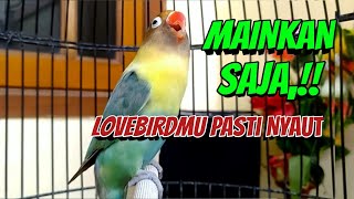 Download lagu Mainkan SAJA Lovebirdmu PASTI NYAUT, Suara Lovebird Ngekek Panjang Paling COCOK Kalau Buat Masteran mp3 Download lagu Mainkan SAJA Lovebirdmu PASTI NYAUT, Suara Lovebird Ngekek Panjang Paling COCOK Kalau Buat Masteran mp3