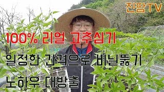 고추심기 I 초보자도 하루에 3000포기 심을수 있는 방법 대공개(일정한 간격으로 구멍 뚫는 방법, 고추 심…