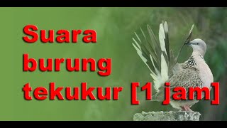 Download lagu Suara Burung Tekukur Pikat non stop  [1 Jam] mp3