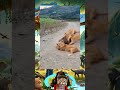 SINGA KAWIN Lion Hewan Shorts