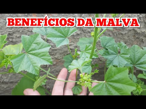 Benefícios da MALVA! Bronquite, Expectorante, Aftas, Azia, Rejuvenescer, Emagrecimento...