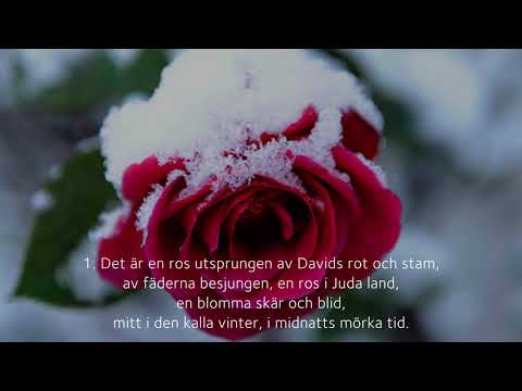 Psalm 113 "Det är en ros utsprungen" ur svenska psalmboken