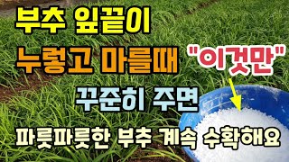 부추 잎끝이 누렇고 마를때 "이것만" 꾸준히 뿌려 주시면 파릇파릇한 부추 계속 수확가능  부추칼슘결핍 부추칼…
