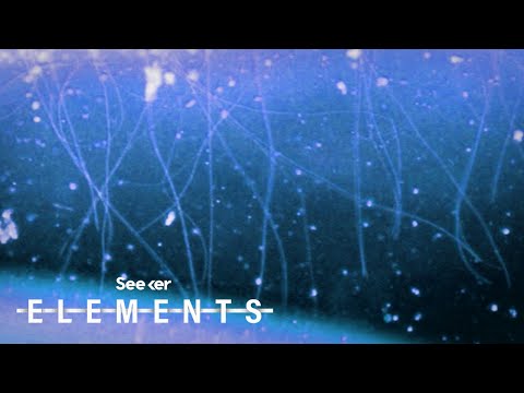 How These Bacteria Become Electrical Cables That Could Power Our World