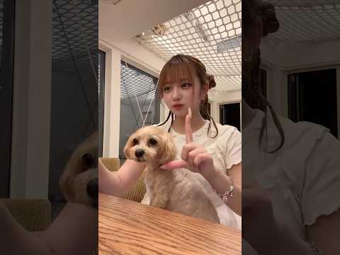 やり方分かったからクックさんと遅すぎるリベンジ #noa #shorts