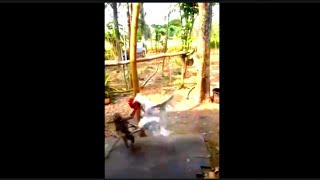 Download lagu pertarungan sengit monyet vs ayam seru dan lucu mp3 Download lagu pertarungan sengit monyet vs ayam seru dan lucu mp3