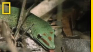 Download lagu Meet the Ninja Gecko | National Geographic mp3 Download lagu Meet the Ninja Gecko | National Geographic mp3