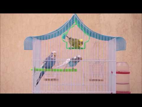 15 Minutes Relaxing and Therapeutic Budgies Sounds | Best of Birds Video