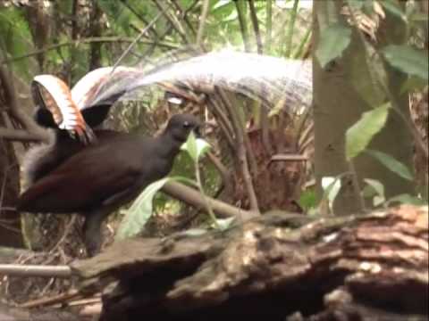 Lyrebird  mimicking a kookaburra