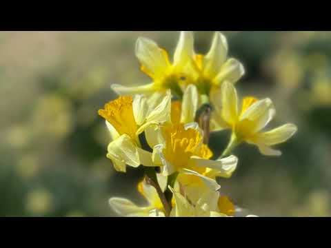 “Fly Away Home” by Pinkzebra, Pinkzebra Publishing