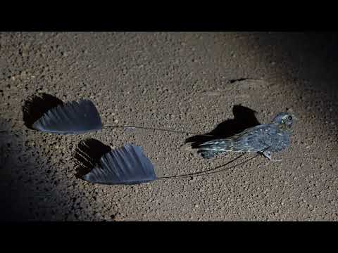 STANDARD WINGED NIGHT JAR #ghana  #night jar #wildlife #birding #birds #nature #nightjar #oddysey