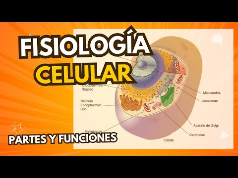 ✔FISIOLOGIA CELULAR - PARTES Y FUNCIONES DE LA CELULA QUE DEBES DE CONOCER - FISIOLOGÍA👌