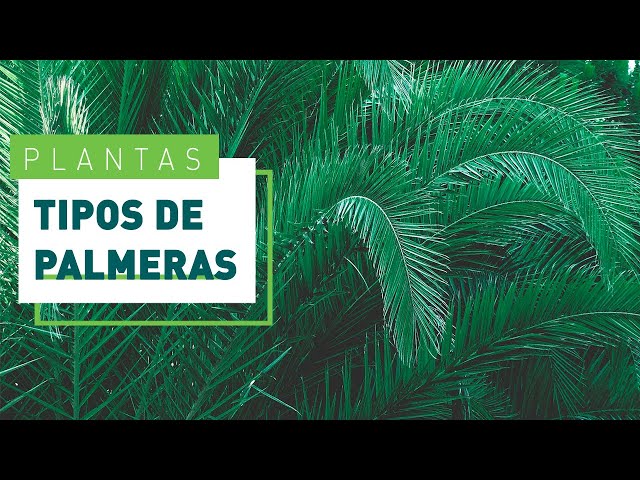 Vídeo relacionado con Verdecora Palmera Palmito Arbóreo en maceta 4L | Trachycarpus fortunei | Palmera Resistente al Frío y de Crecimiento Elegante | Ideal para Jardín, Terraza o Patio