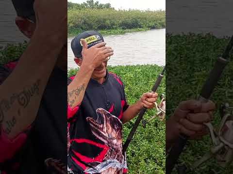 o bagual perdeu nossa primeira carpa e era grande😳 #arambare #carpa #pescaria #riograndedosul #fish