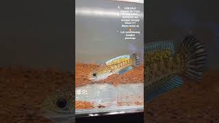 Download lagu FOR SALE Channa Auranti 16-17cm Flaring stabil mangap, mangap mp3 Download lagu FOR SALE Channa Auranti 16-17cm Flaring stabil mangap, mangap mp3