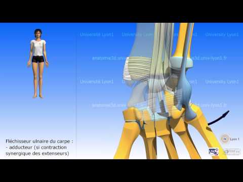 comment renforcer les tendons du poignet