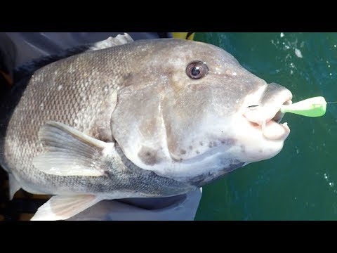 Blackfish Jigging - Asian Crabs vs Green Crabs - Which Caught the Biggest Tog?