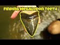 We Found Huge Megalodon Teeth in a Florida Creek | Fossil Shark Tooth Hunting