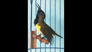 Download lagu sogon sogok ontong ngobra mp3