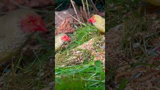 Star Finches | Aviary Birds | Finch Sound