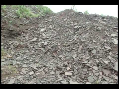 Eat Your Veggies Or Else