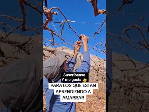 para los que estan aprendiendo a amarrar parrones #vallenar #viral #temporerosagricola #atacama