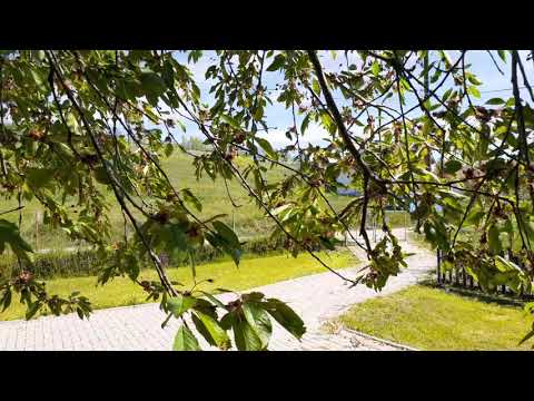 9 Maji 2020 Dita e Evropës-Pantinë