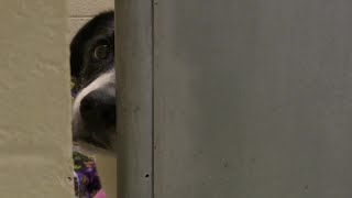 Great Falls Animal Shelter full, encouraging adoptions