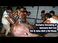 Exclusive Grounding of Indonesia Bali Cow || Eid Ul Adha 2020 |