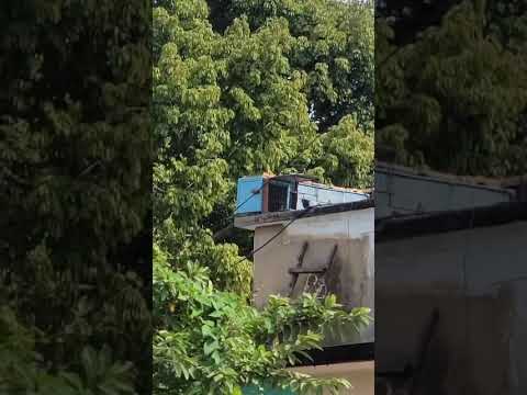 Captura #11 de esta Paloma