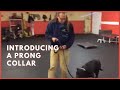Training | Introducing a prong collar to a new dog | Solid K9 Training Dog Training