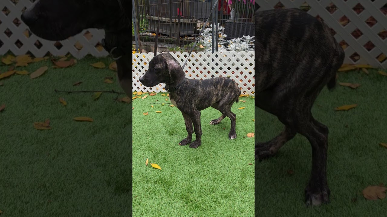 Enlarge Maple, a Adopted mixed breed in Blairstown, NJ video 1/4