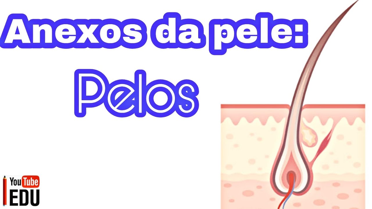 Anexos da pele: PELOS