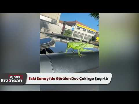 Eski Sanayi'de Görülen Dev Çekirge Şaşırttı