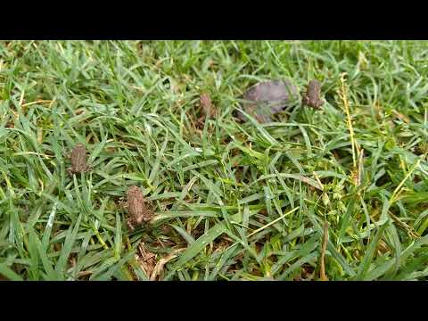 Rhinella ictericaについて詳しく解説