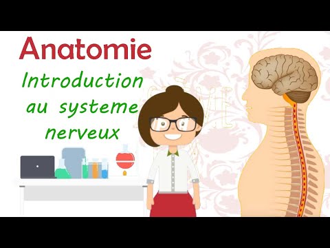 Anatomie | introduction au système nerveux