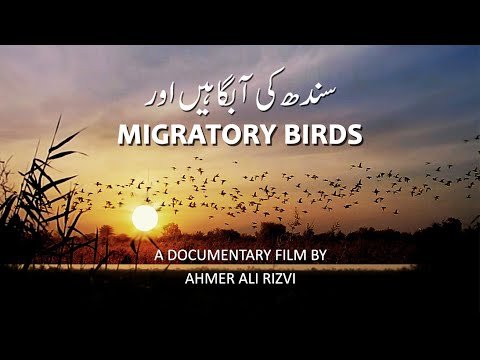 Sindh ki Aabgahein aur Migratory Birds