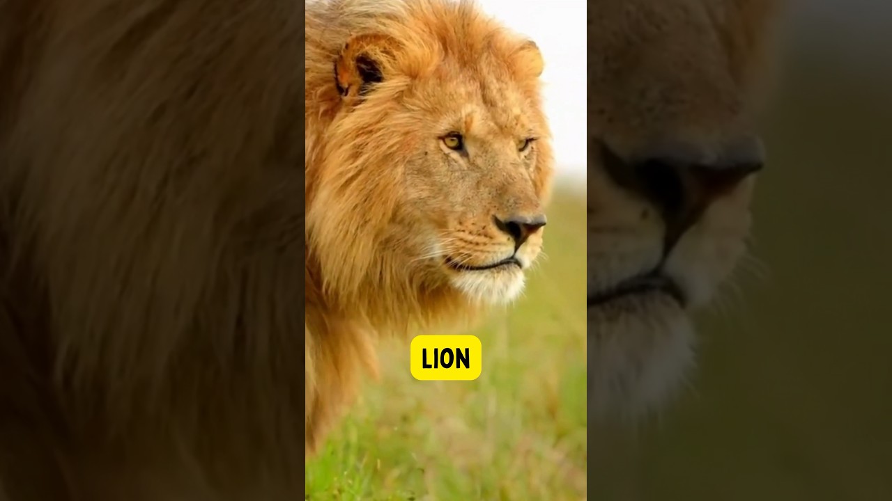 Exploring the Wild Kingdom: Learn Animal Names for Kids! ππ¦ Part 1 #kidzncrew #kidslearning