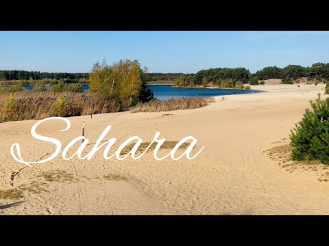 Sahara || sahara Belgium ||Lommel Belgium