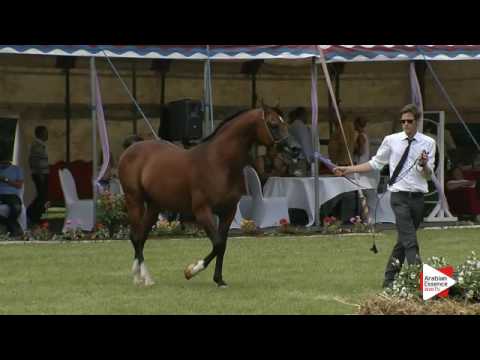 N.126 MARSHAN - Ströhen 2016 B-Show - Stallions 7-9 years old (Class M)