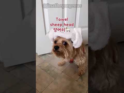 , title : 'How to make a towel sheep head'